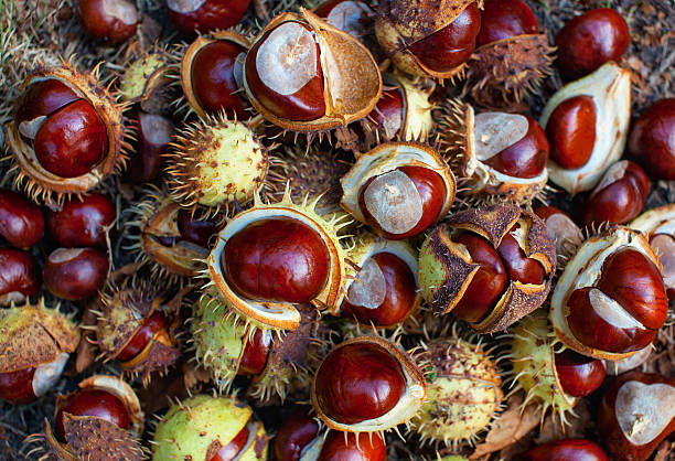 Castanha da india