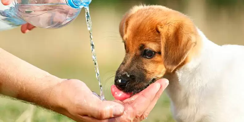 soro caseiro para cachorros
