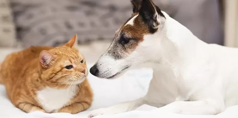 Plano de Saúde Pets 1 Imagem de um gato e um cachorro