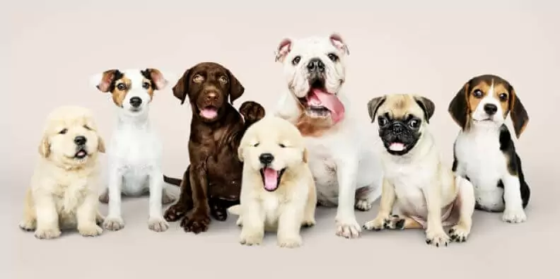Conheça a Amigoo Pet
